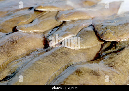 Frankreich, Bretagne, finistere nord, pays du leon, Roscoff, marken, Sohlen, peche locale, Stockfoto