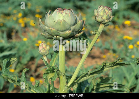 Frankreich, Bretagne, Finistere sud, cornouaille, Landwirtschaft, Gastronomie, Artichauts Stockfoto