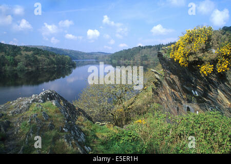 Frankreich, Bretagne, cotes d'Armour, lac de Guerledan, Plan d'eau amenage, rochers, Genets, Stockfoto