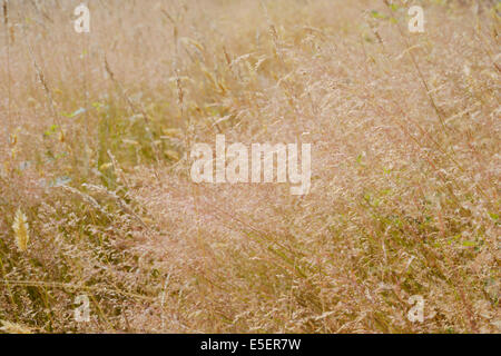 Agrostis Capillaris oder Tenuis, gemeinsame Bent, kolonialen gebogen oder Browntop grass, Wales, UK Stockfoto