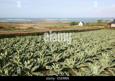 Frankreich, Bretagne, Finistere nord, pays du leon, ile de Batz, Face a roscoff, cultures, maraicheres, choux, cote ouest, Stockfoto