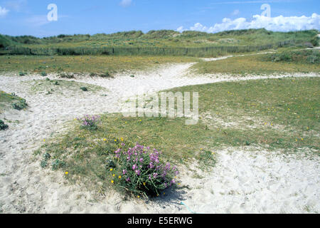 Frankreich, Bretagne, Finistere sud, pays bigouden, pointe de la Torche, sable, Dünen, Stockfoto