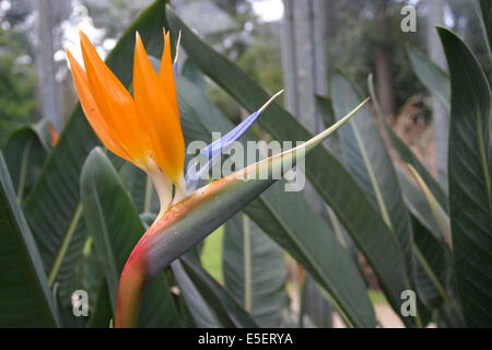 Frankreich, Basse Normandie, Manche, cotentin, cherbourg, serres du parc Emmanuel Liais, Jardin botanique, oiseau de Paradis, Stockfoto