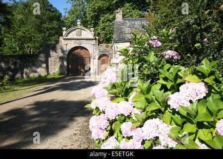 Frankreich, Bretagne, Finistere, rade de de brest, presqu'ile de crozon, landevennec, Portail, ancienne abbaye, Saint guenole, Fleurs, Hortensias, Hydrangeas, Stockfoto