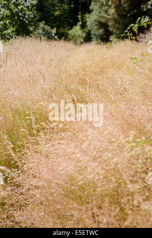 Agrostis Capillaris oder Tenuis, gemeinsame Bent, kolonialen gebogen oder Browntop grass, Wales, UK Stockfoto