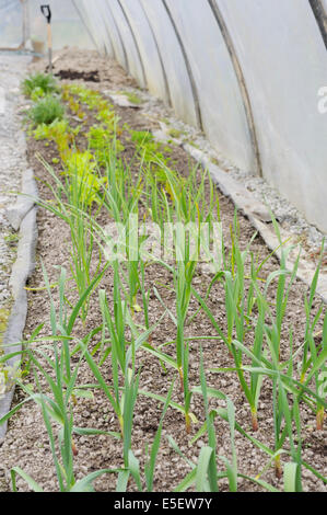 Allium Sativum, junger Knoblauch "Solent Wight und"Early Purple Wight"wächst mit Salat Ernten in einem Folientunnel, Wales, UK Stockfoto