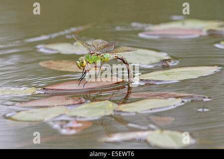 Frau Kaiser Libelle Eiablage Stockfoto