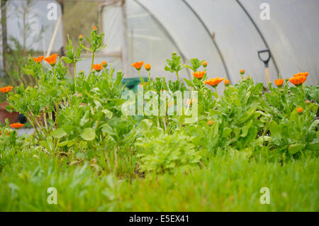 Calendula Officinalis, Ringelblume, wächst in einem Folientunnel mit wilde Rauke, Wales, UK. Stockfoto