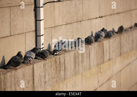 Frankreich, paris 7e, pont de l'alma, crue de la Seine, Tauben, Froid, Stockfoto