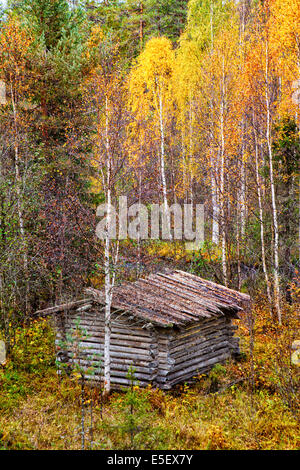 Eine Hütte in Birkenwäldern im Herbst/Herbst, Finnland Stockfoto