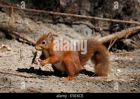 Eichhörnchen - Sciurus Vulgaris Formby Punkt, Lancashire Stockfoto