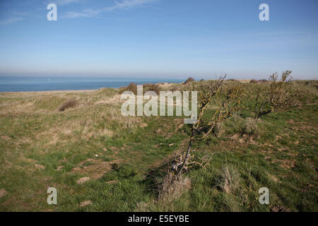 Frankreich, Region nord, pas de calais, cote d'opale, Cap gris nez, falaises, Panorama, cross gris nez, mer du nord, Signalisierung GR, randonnee, sentier, arbres, Stockfoto