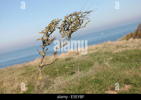 Frankreich, Region nord, pas de calais, cote d'opale, Cap gris nez, falaises, Panorama, cross gris nez, mer du nord, Signalisierung GR, randonnee, sentier, arbres, Stockfoto