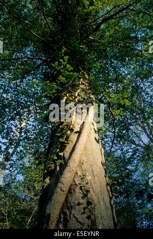 Frankreich, Region picardie, oise, compiegne, foret de compiegne, clairiere de l'armistice, arbres, Premiere guerre mondiale, histoire, 14-18, Stockfoto