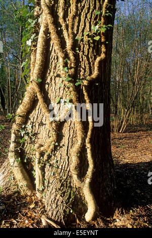 Frankreich, Region picardie, oise, compiegne, foret de compiegne, clairiere de l'armistice, arbres, Premiere guerre mondiale, histoire, 14-18, Stockfoto