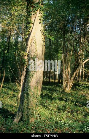 Frankreich, Region picardie, oise, compiegne, foret de compiegne, clairiere de l'armistice, arbres, Premiere guerre mondiale, histoire, 14-18, Stockfoto