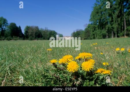 Frankreich, Region picardie, oise, compiegne, Schloss, Napoleon, Jardin, Parc, Champion, fleur de pissenlit, Stockfoto