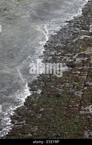 Frankreich, Haute Normandie, Seine maritim, bezahlt des hautes falaises, etretat, fecamp, Plage, Galets, Stromkreise Impressionistes, Detail sol Pres de la Jetee, Mousse, Stockfoto