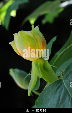 Tulpenbaum - Liriodendron Tulipifera einzelne Blume vor einem dunklen Hintergrund Stockfoto