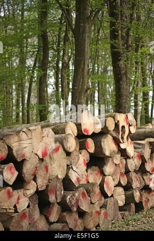 Frankreich, Basse Normandie, Manche, voyage dans les maisons de pays du smvv, pays Saint lois, foret de cerisy, maison de la foret, Stockfoto