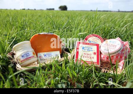 Frankreich, Basse Normandie, Calvados, parc des marais du cotentin et du bessin, produits de la cooperative laitiere d'isigny, fromage, beurre, creme, mimolette, dans l'herbe, Saint germain du pert, Stockfoto