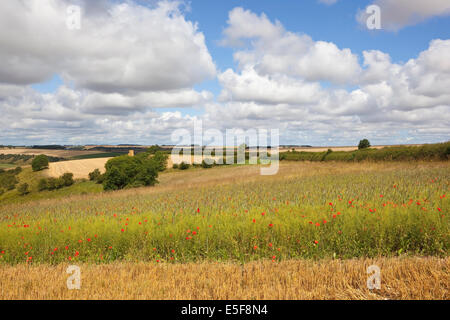 Jährliche Kornfeld Wildblumen wachsen in der Patchwork-Landschaft der Yorkshire Wolds, England, unter einem bewölkten Sommerhimmel. Stockfoto