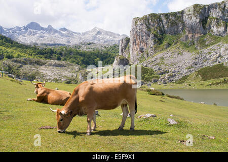 Vieh in der Nähe von Lago De La Ercina, Nationalpark Picos de Europa, Asturien, Spanien Europa Stockfoto