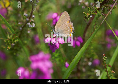 Ilex-Haarsträhne (Satyrium ilicis) Schmetterling auf Glockenheide, Erica cinerea, Blume auf Lessay, Normandie, Frankreich im Juli Stockfoto