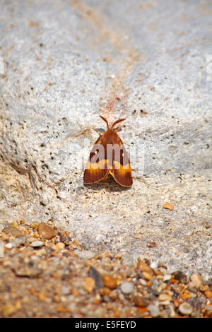 Eichen-eggar-Männchen (Lasiocampa quercus) Motte auf Felsen am Strand von Worbarrow Bay, Isle of Purbeck, Dorset UK im Juli Stockfoto