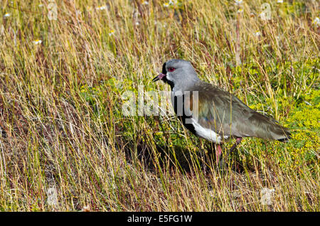 Südlichen Kiebitz (Vanellus Chilensis), Laguna Nimez Naturschutzgebiet,, El Calafate in Patagonien, Argentinien Stockfoto