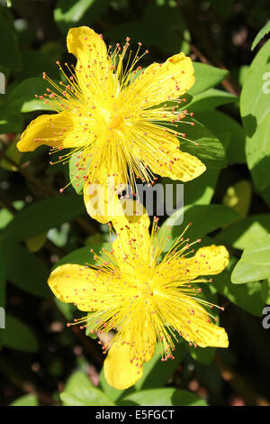 Blühende Tutsan Hypericum androsaemum Stockfoto