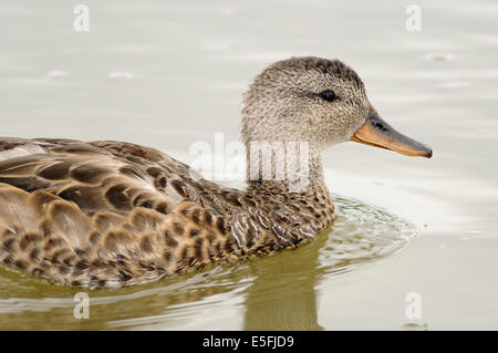 Horizontale Portrait von schnatterente (Mareca strepera). Erwachsene Frau schwimmen in einem See. Stockfoto