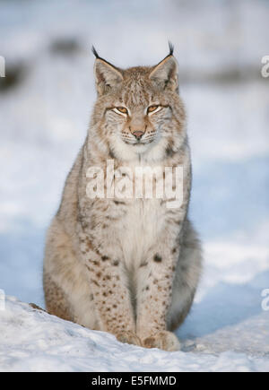 Eurasischer Luchs (Lynx Lynx), juvenile, sitzen im Schnee, Gefangenschaft, Bayern, Deutschland Stockfoto