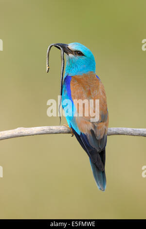 Blauracke (Coracias Garrulus) auf seinem Ast mit Beute, Ringelnatter (Natrix Natrix), Nationalpark Kiskunság, Ungarn Stockfoto