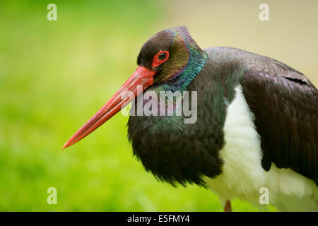 Schwarzstorch (Ciconia Nigra), Gefangenschaft, Niedersachsen, Deutschland Stockfoto