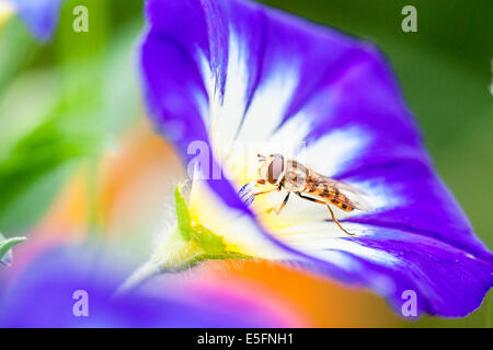 Marmelade Hoverfly (Episyrphus Balteatus) in Blüte, Nordhessen, Hessen, Deutschland Stockfoto