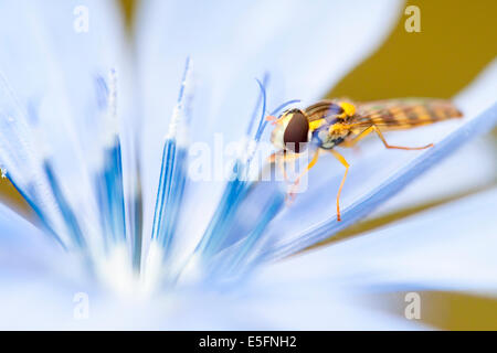 Marmelade Hoverfly (Episyrphus Balteatus) in der Blüte der Chicorée (Cichorium Intybus), Nordhessen, Hessen, Deutschland Stockfoto