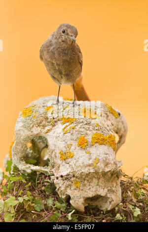 Black Redstart thront auf einem Schaf Schädel auf der Kamera Stockfoto