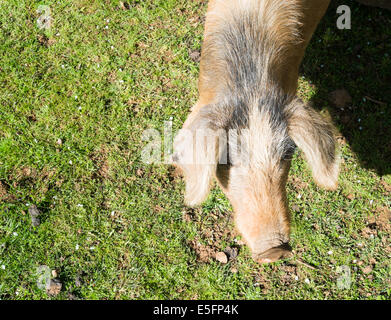 Wildschwein in Baunei, Sardinien, Italien Stockfoto