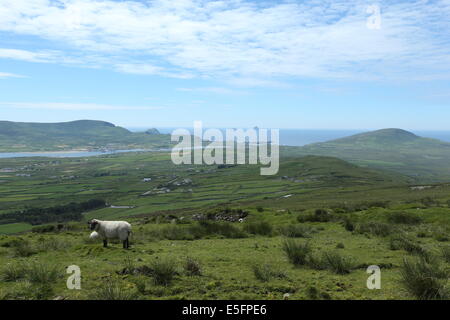 Ein Blick auf ein Schaf am Geokaun Berg, Valentia Island County Kerry im Süden Irlands. Stockfoto