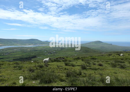 Ein Blick auf ein Schaf am Geokaun Berg, Valentia Island County Kerry im Süden Irlands. Stockfoto