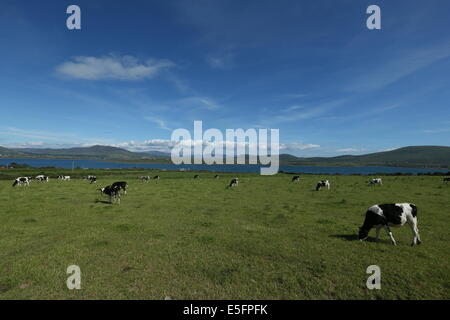 Kühe grasen auf einer Wiese auf Valentia Island in County Kerry im Süden Irlands. Stockfoto