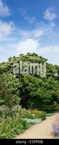 Catalpa Bignonioides. Indische Bohne Blütenbaum im RHS Wisley Gardens. England