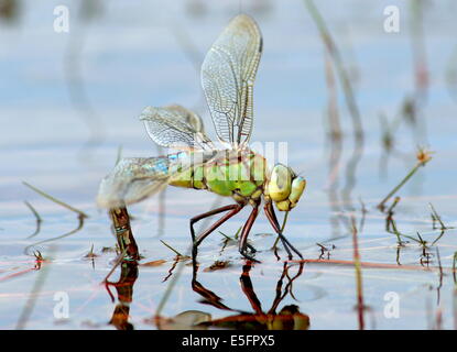 Weibliche blaue Kaiser Libelle (Anax Imperator) Eier im Wasser Stockfoto