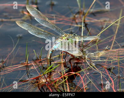 Weibliche blaue Kaiser Libelle (Anax Imperator) Eier im Wasser Stockfoto