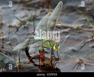 Weibliche blaue Kaiser Libelle (Anax Imperator) Eier im Wasser Stockfoto