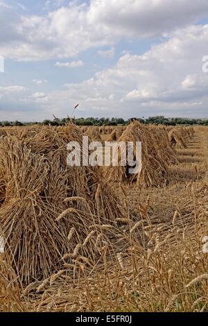 Stooks Mais trocknen in Wiltshire Feld Stockfoto