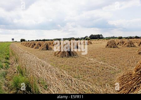 Stooks Mais trocknen in Wiltshire Feld Stockfoto