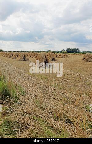 Stooks Mais trocknen in Wiltshire Feld Stockfoto