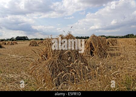 Stooks Mais trocknen in Wiltshire Feld Stockfoto